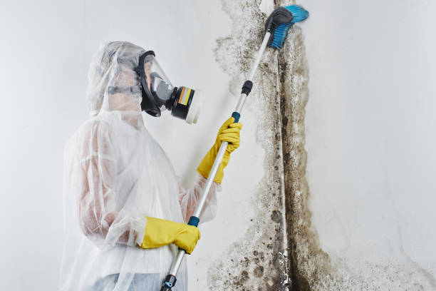 Best Attic Mold Removal  in Ahuimanu, HI